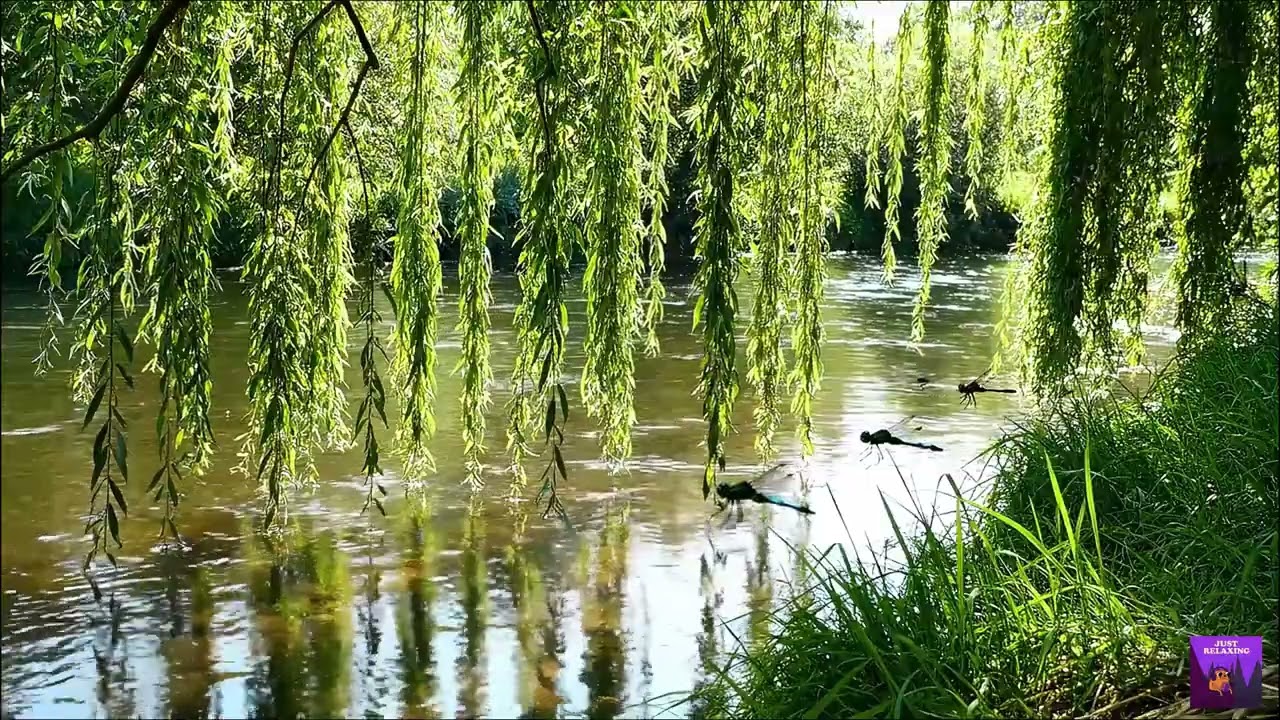 River Delta Bluesy Nature | Calming Music for Stress Relief & Focus