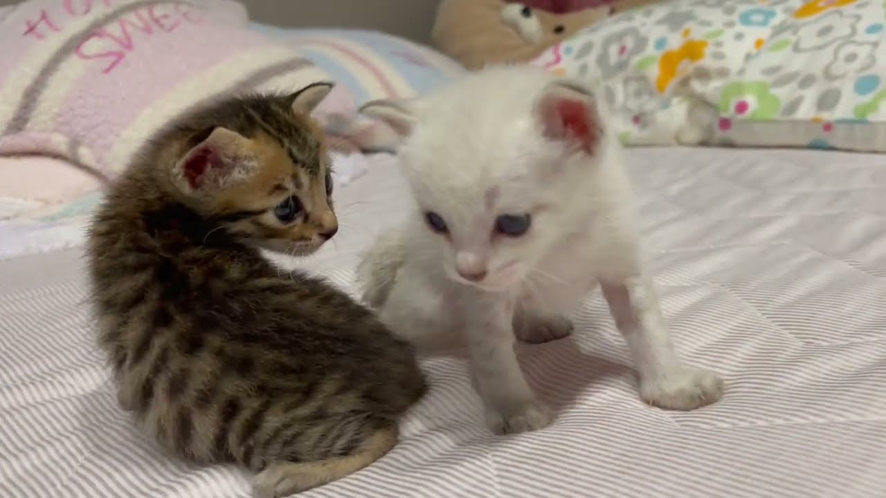 【保護猫】愛犬との散歩中、紙袋に入れられた子猫を保護しました。