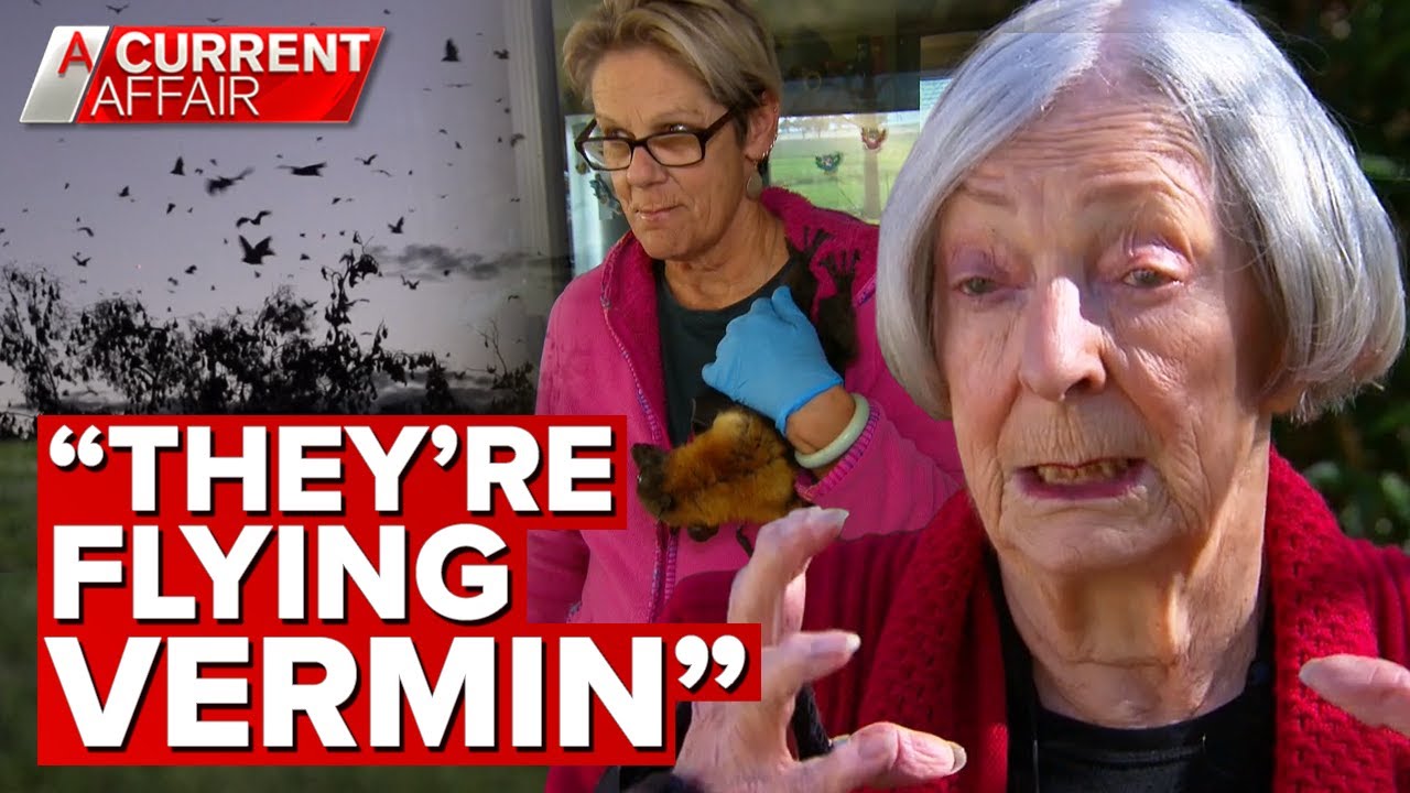 Residents outnumbered by bats and divided over solution  | A Current Affair