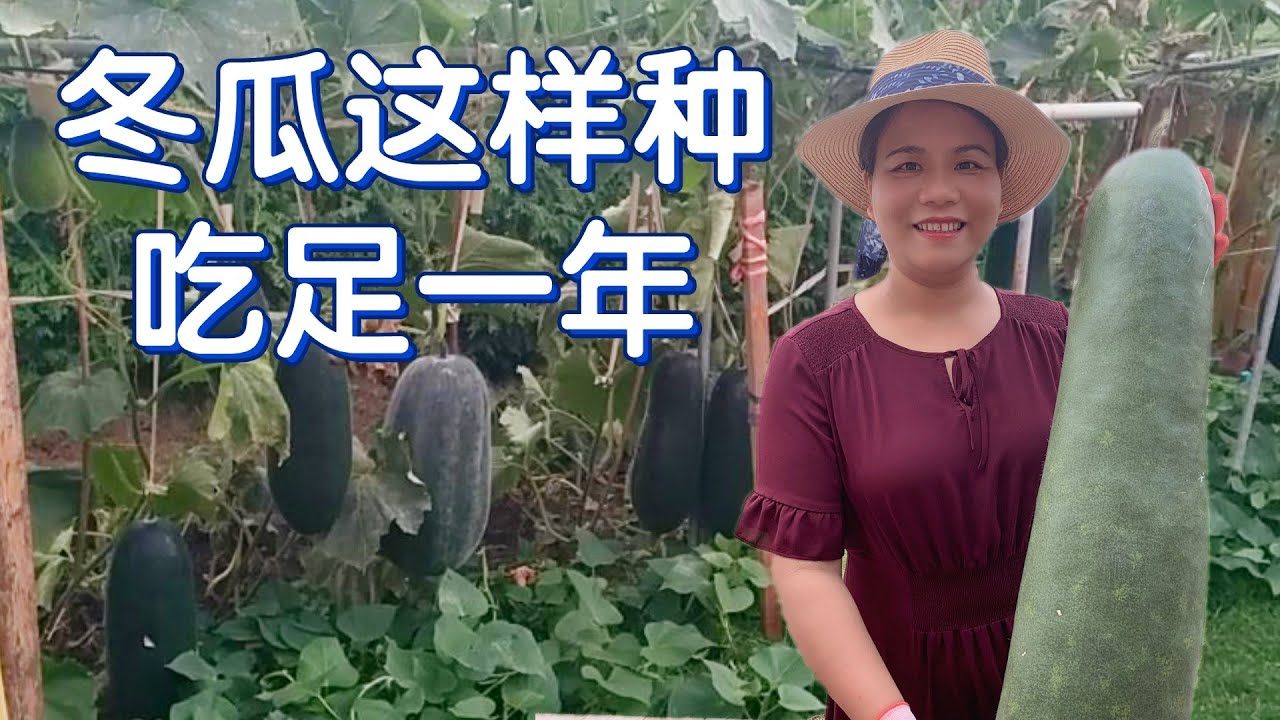 冬瓜种植避开这几个错误，种出来的冬瓜可吃足一年