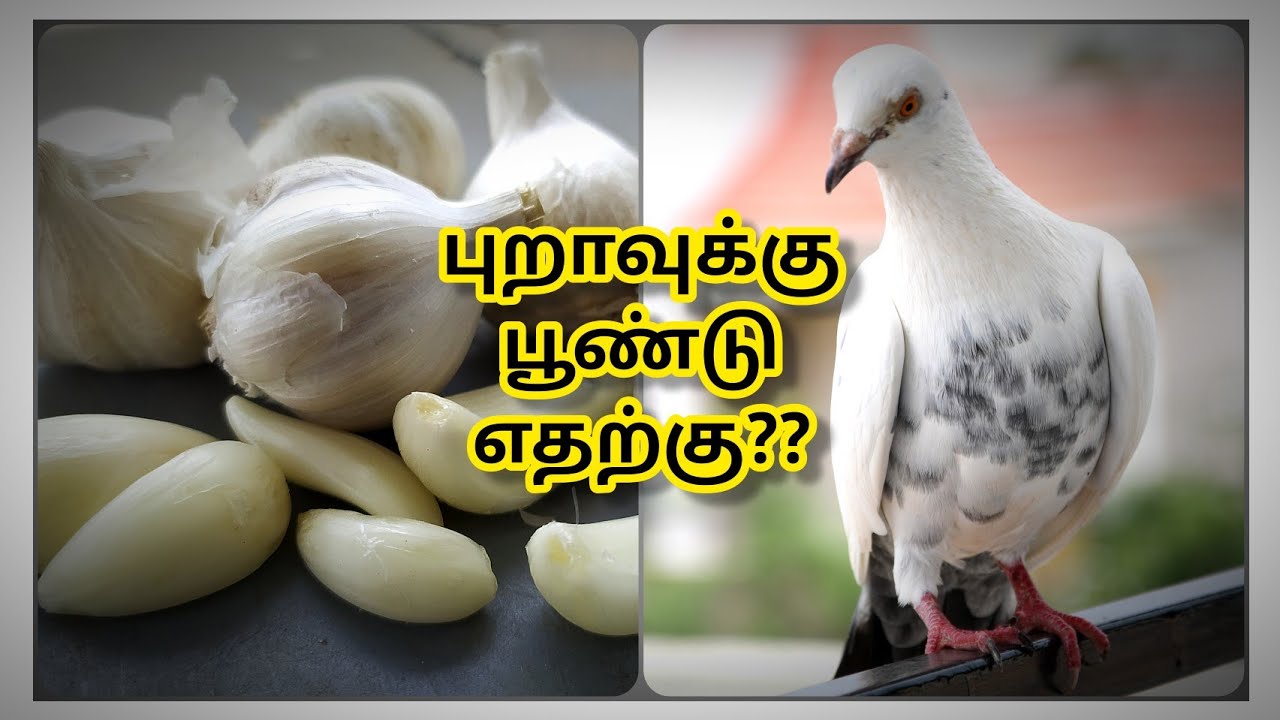 புறாவும் பூண்டும் | GARLIC AS A MEDICINE FOR PIGEONS | CHENNAI PIGEONS