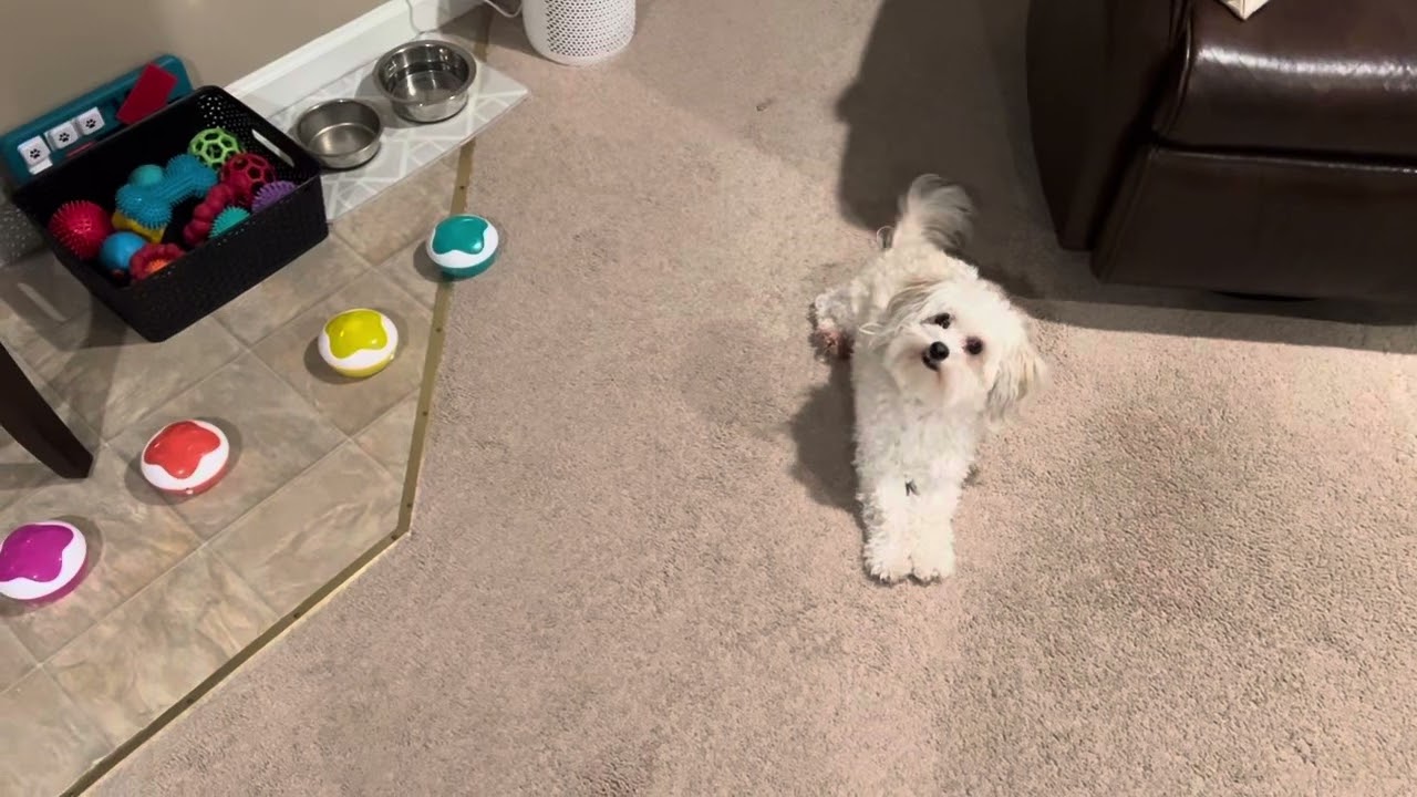 Using dog buttons to talk - day 2 