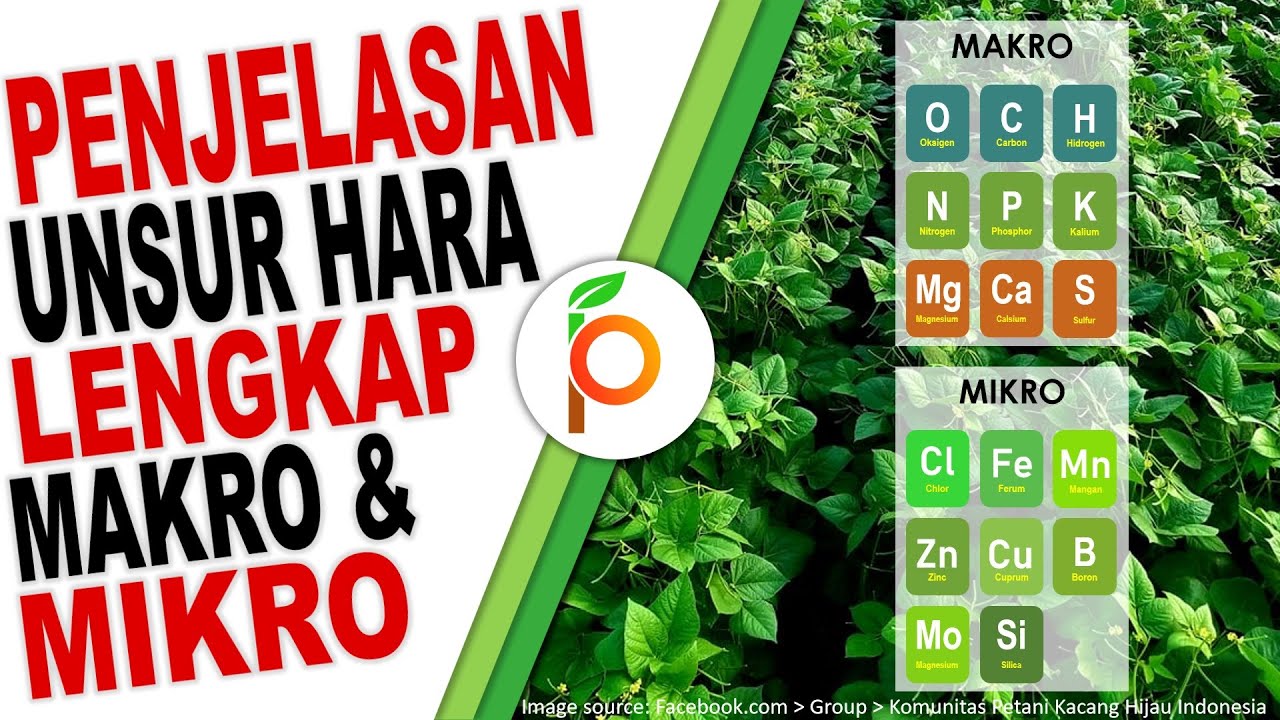 UNSUR HARA MAKRO DAN MIKRO LENGKAP : NITROGEN, FOSFAT, KALIUM, BORON, KALSIUM, SULFUR, ZINK, SILIKA