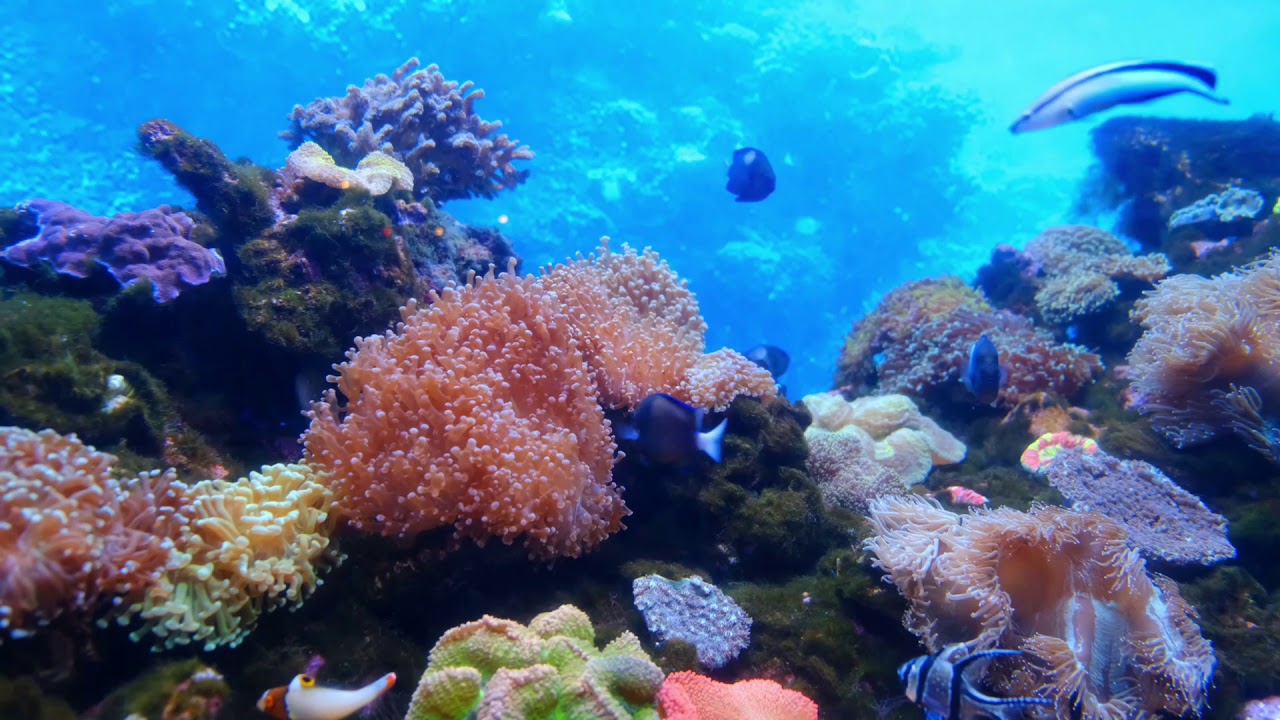 ACALAMAR  E DORMIR AO SOM DO FUNDO MAR