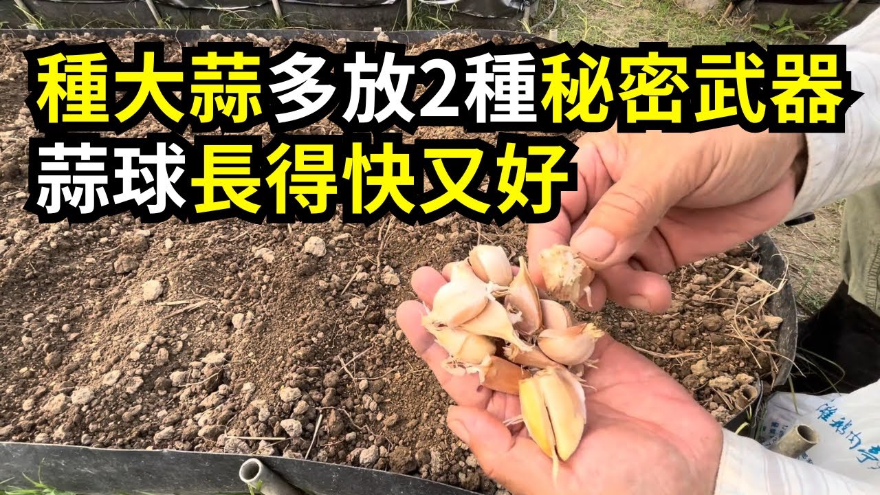 種大蒜多放兩種有機質肥料，讓蒜球長得快又好，專業蒜農種植經驗傳授 | 阿星種植