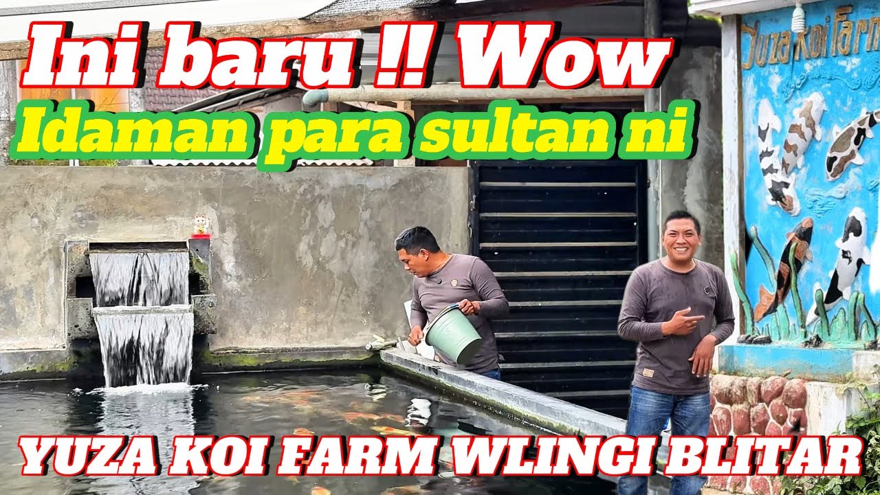 Idaman para sultan koi kualitasnya seperti ini‼️review harga koi di yuza koi Farm wlingi Blitar