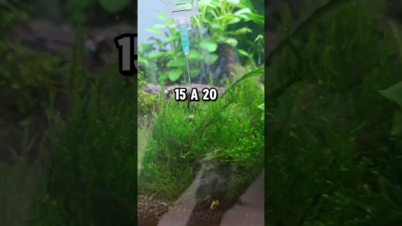 Agua oxigenada para combatir las algas en el acuario #fish #aquarium #plants #algas