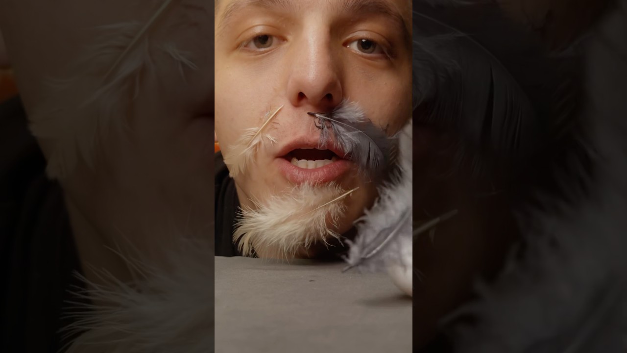 Куры - простая и быстрая игра! #настолки #обзор @lavkagames
