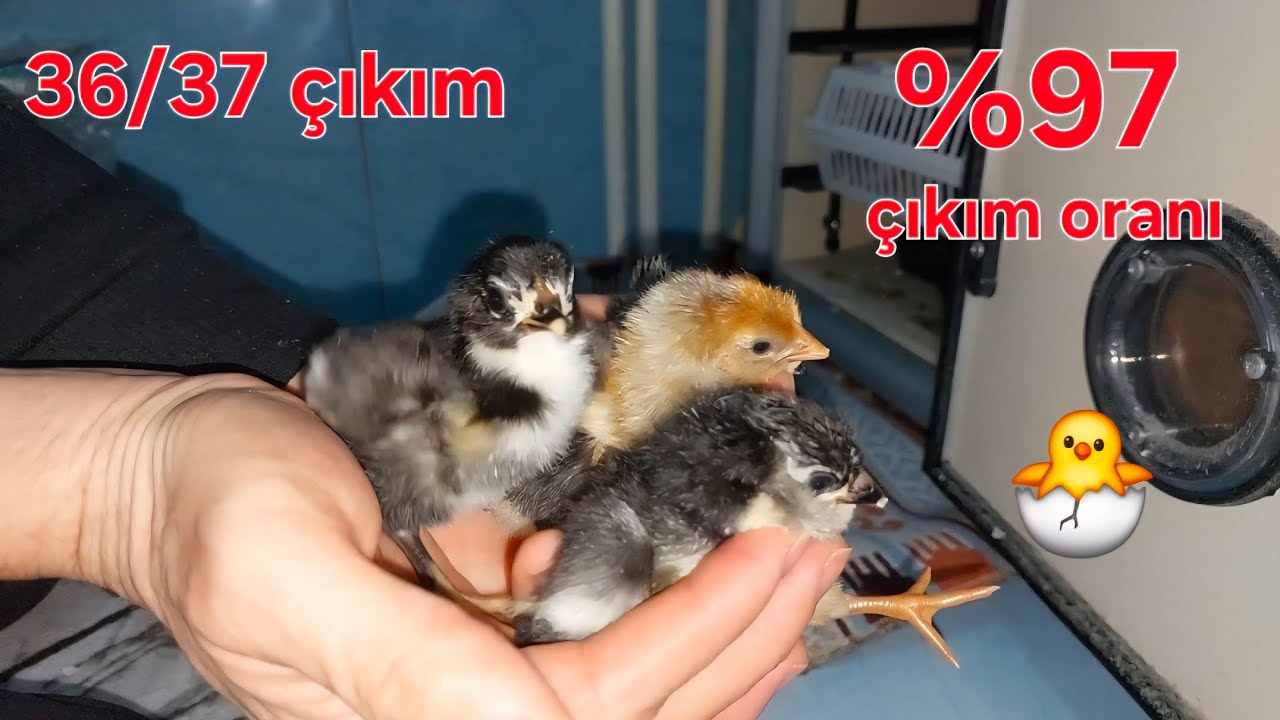 CİVCİV ÇIKIM VİDEOSU!- HARİKA BİR ÇIKIM OLDU!🐣🪺🥚 MAVİ YUMURTALAR🤗