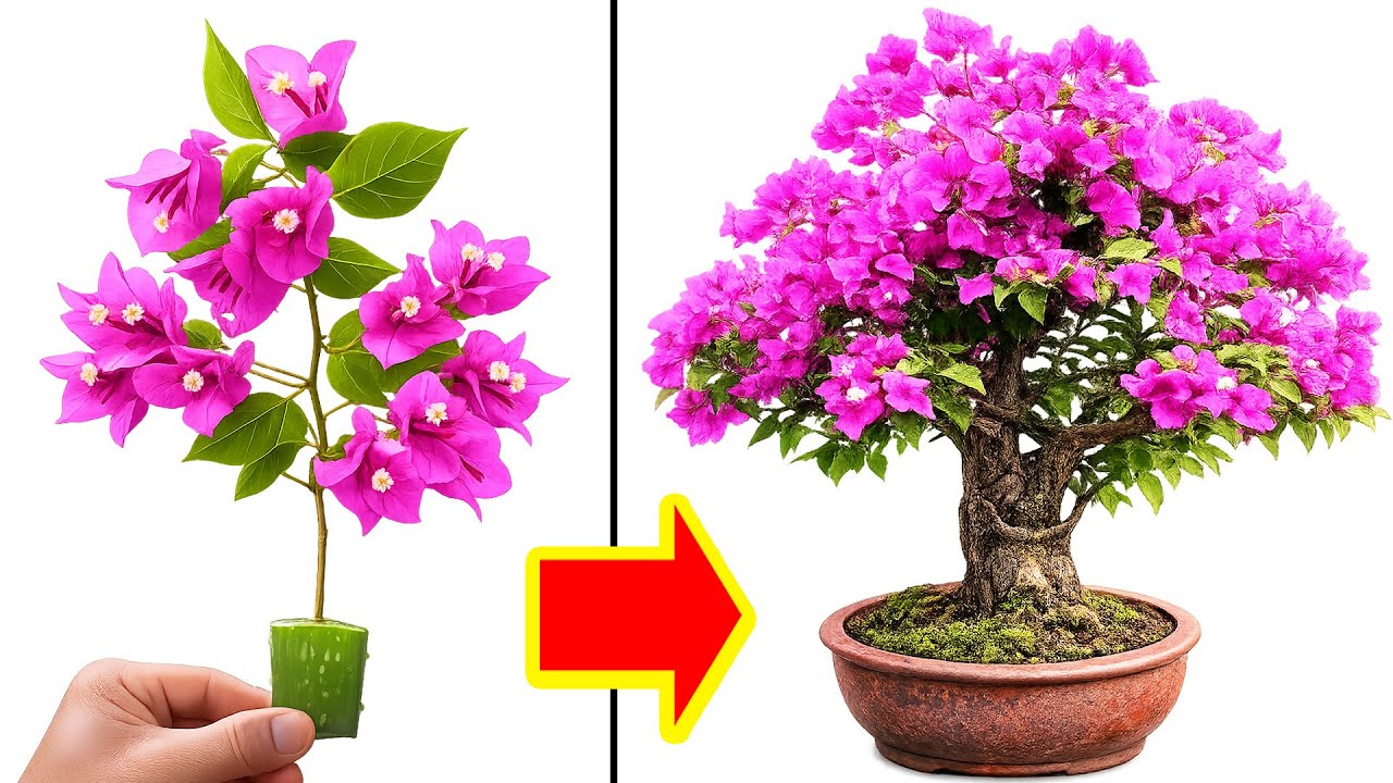 Make Endless Bougainvillea Using Secret Mix at Home Guide
