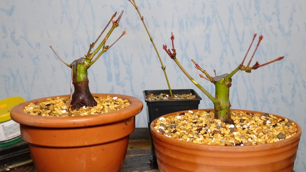 Creating small mame japanese maple bonsai tree