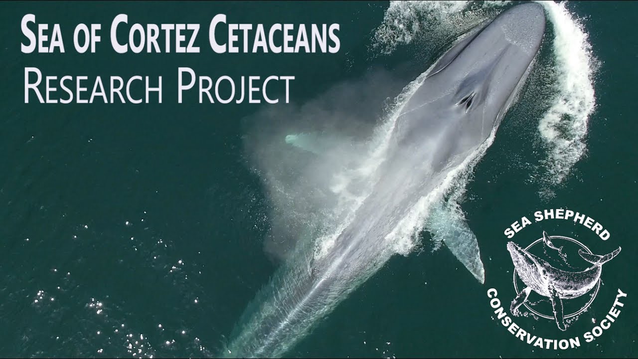 Sea of Cortez Cetaceans - Research Project