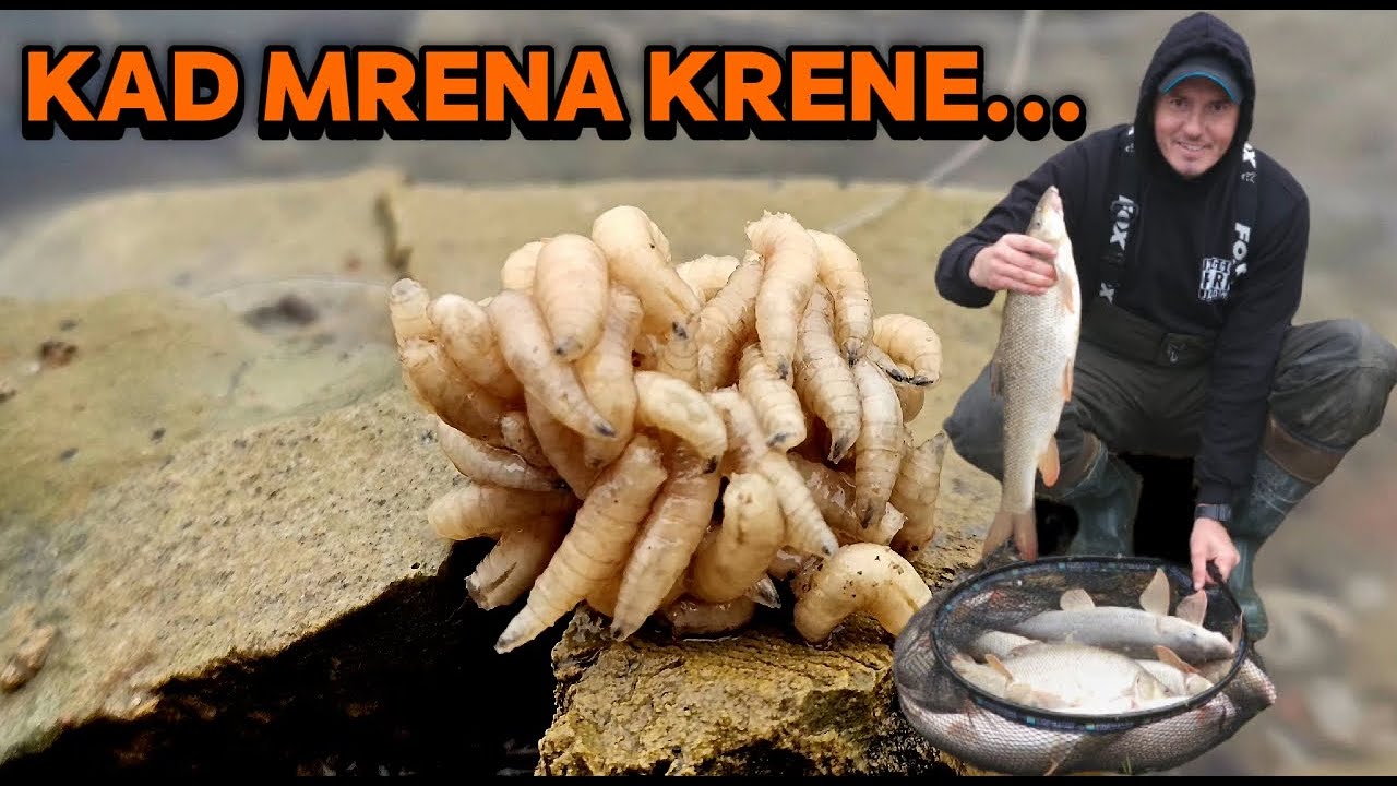 Feeder pecanje borbenih mrena na Dunavu, Hrvatska 11.11.2025
