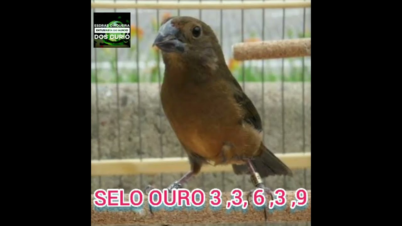 ENCARTE PARA CURI&Oacute; SELO OURO COM REPETI&Ccedil;&Atilde;O PARA FILHOTES
