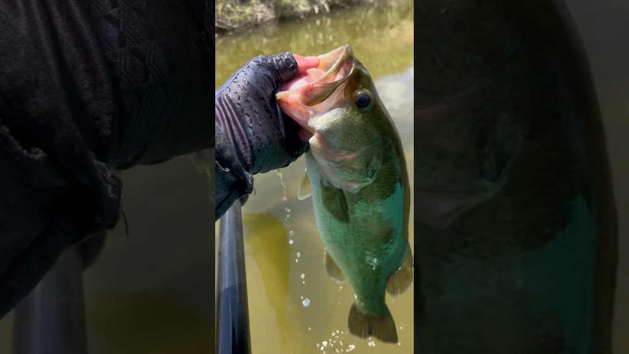 #rgv #bassfishing #southtexas #daiwareel #grandebass #vibekayaks