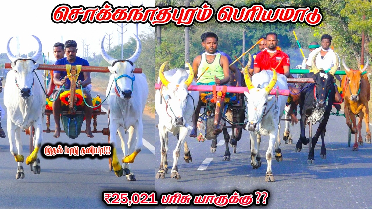 6சொக்கநாதபுரம்-பெரியமாடு-பந்தயம்_19.02.2026_V_Photography