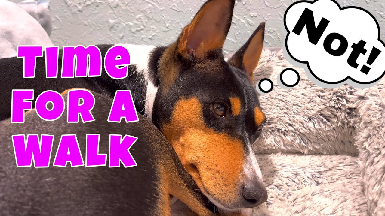 What Is A Basenji Like? | I Don’t Want To Walk