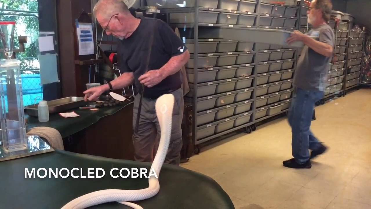 COBRA VENOM EXTRACTION