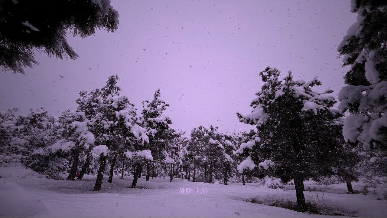 Neige Lilas – Ambient Winter Music | Snowy Pines & Falling Snow ❄️