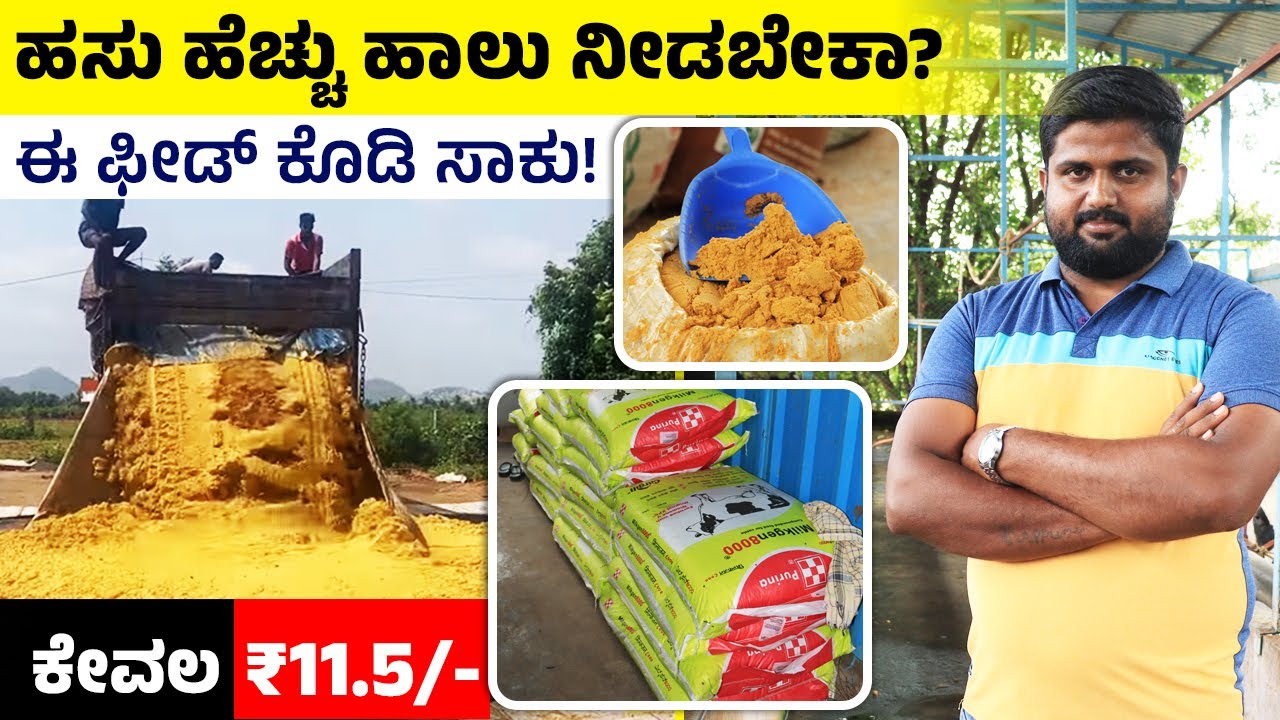 ಹಾಲಿನ ಇಳುವರಿ ಜಾಸ್ತಿ ಮಾಡುವ ಈ 4 ಫೀಡ್ಸ್ ಗಳು | ಕಡಿಮೆ ಖರ್ಚಿನ ಹಸುಗಳ ಫೀಡ್ | ಬಿಯರ್ ವೇಸ್ಟ್, ವೆಟ್ ಕೇಕ್ ಫೀಡ್ಸ್