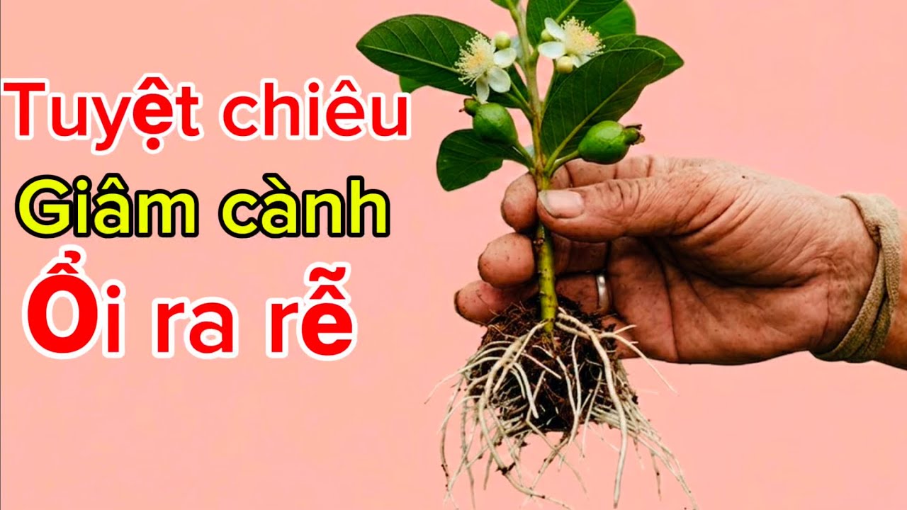 Nhân giống ổi chỉ cần một quả cam cành ổi ra rễ rất nhanh 