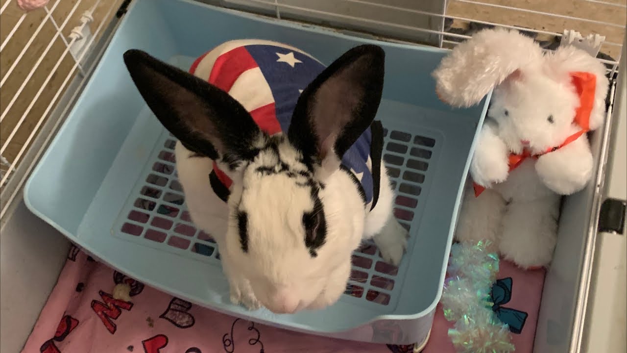 Bunny rabbit pet animal LIVE STREAM petcam