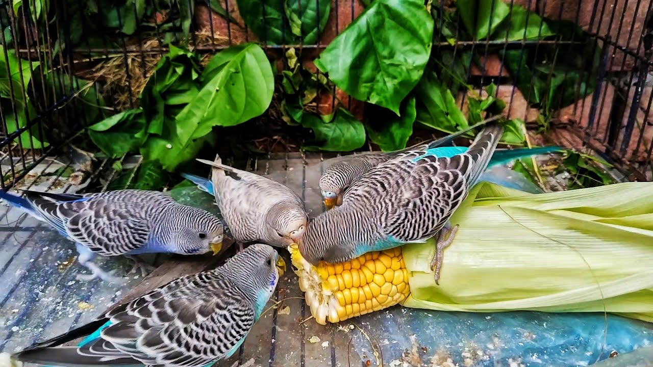 Budgies Eating Corn 🌽🐦 | Cute Parakeet Eating Moments | lovely birds #video 
