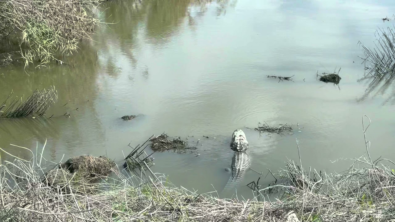 Aligators in myrtle groove creek