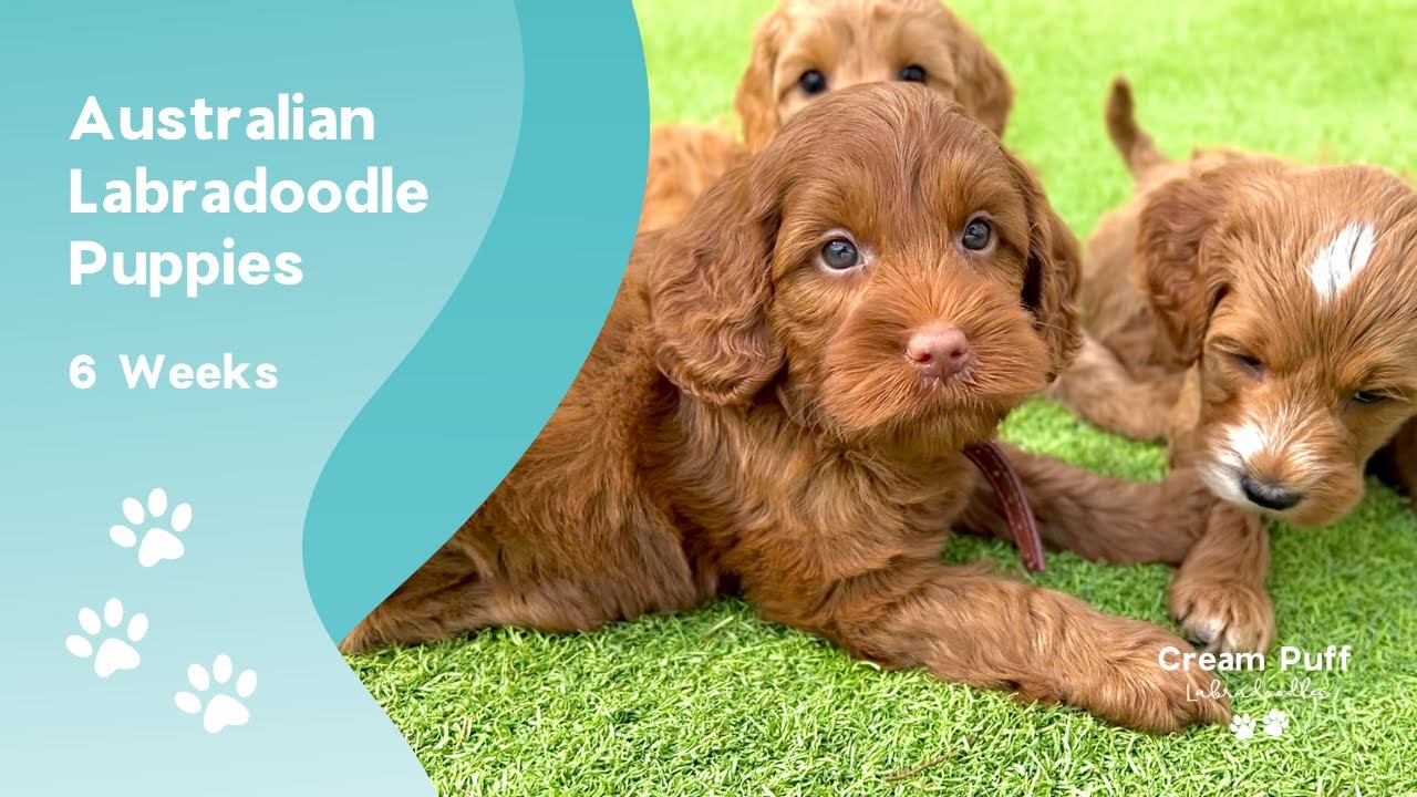 Mini Australian Labradoodles: CPL The Pirate Queen (Maizie) x CPL Caveman (Caveman)