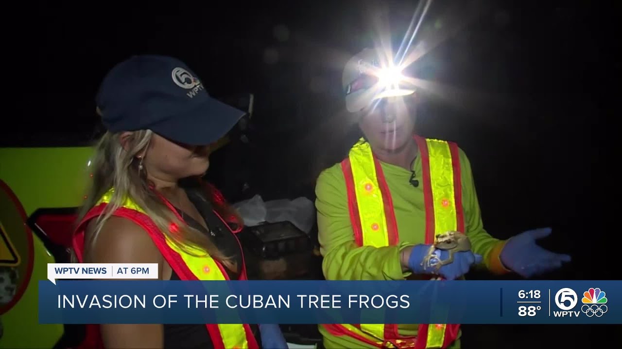 Invasive Cuban tree frogs eating their way through Florida