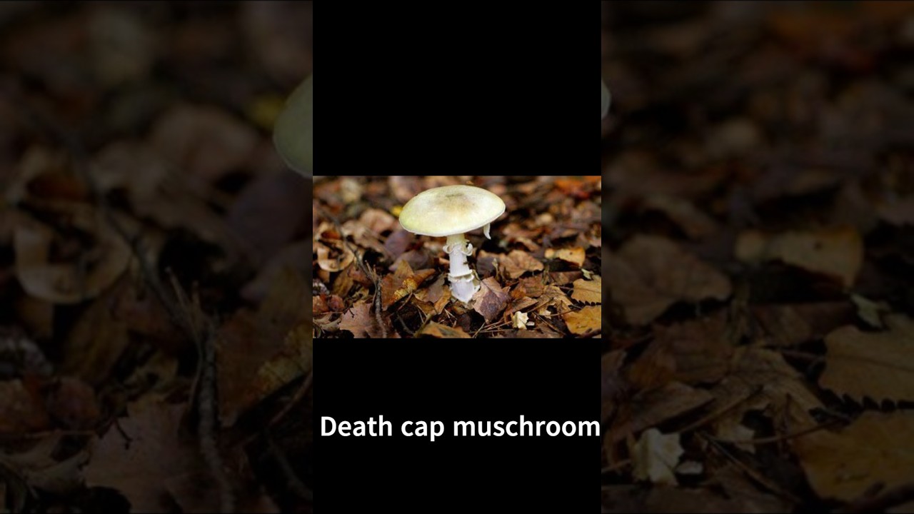 "World's Most Dangerous Mushroom 🍄 | Death Cap Explained! | Samjho Science"