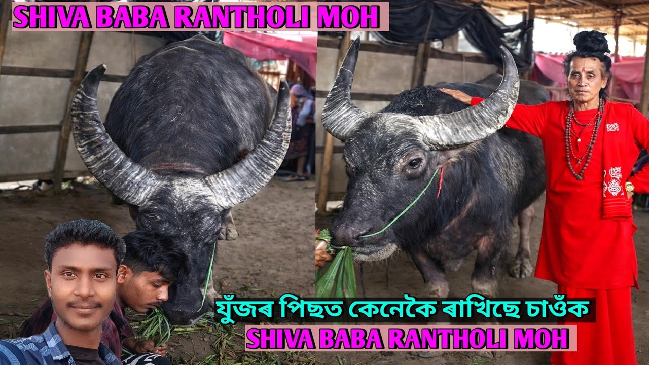 যুঁজৰ পিছত শিৱ বাবাৰ মহটো চাওঁক কেনেকৈ ৰাখিছে ।। SHIVA BABA RANTHOLI MOH  #mohjuj #nagaon 