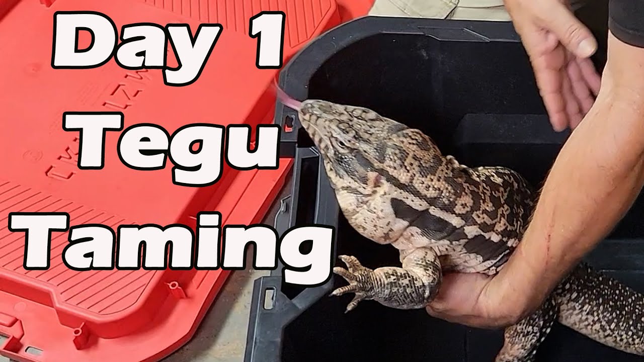 ⬜ Terrified To Tame; Starting With An Edgy Tegu
