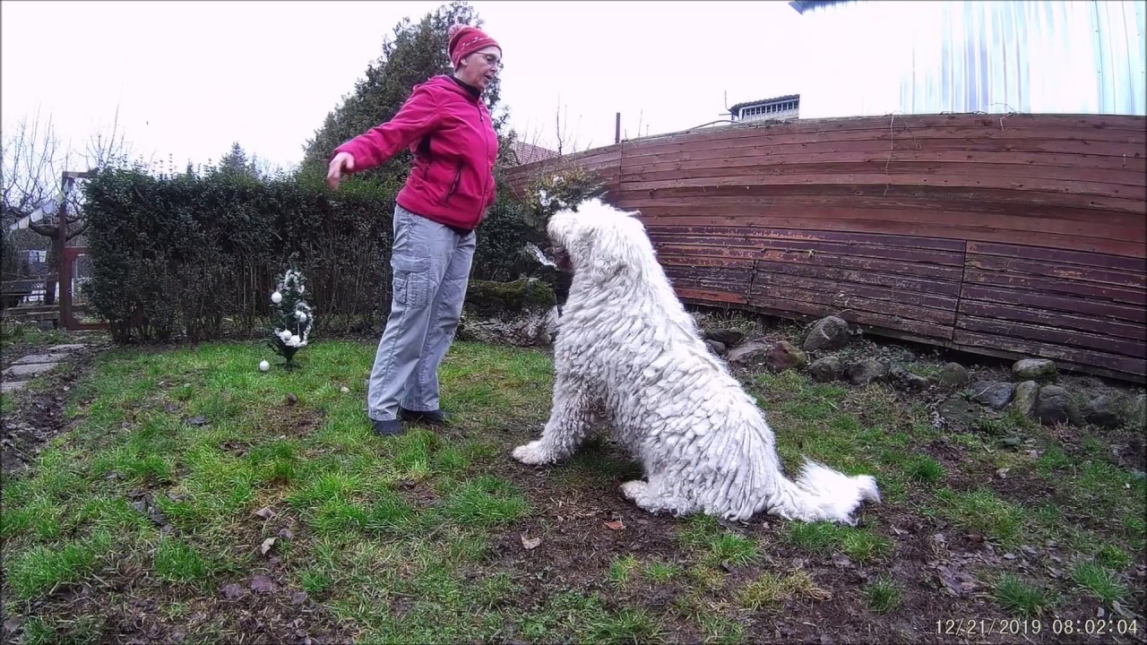 Gyakorlás adventkor - Huba komondor, Kulcsi Komisz Zordon
