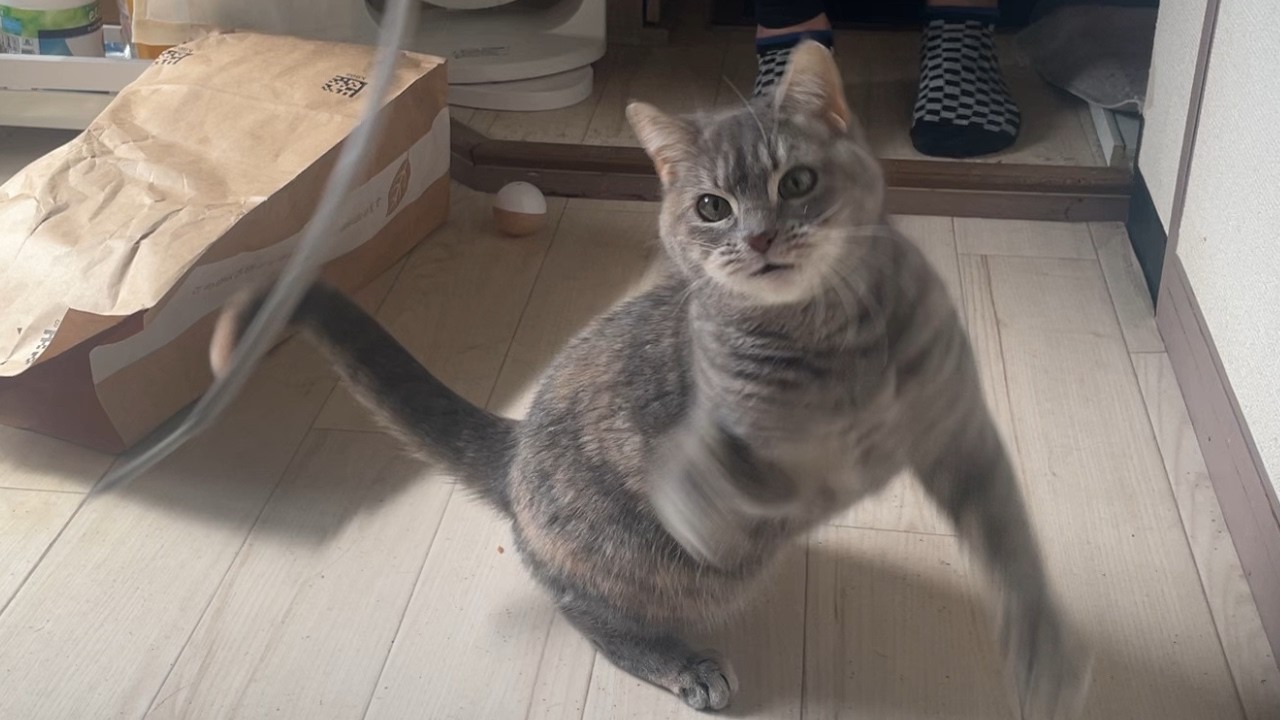 疲れたらすぐに寝るのが猫です
