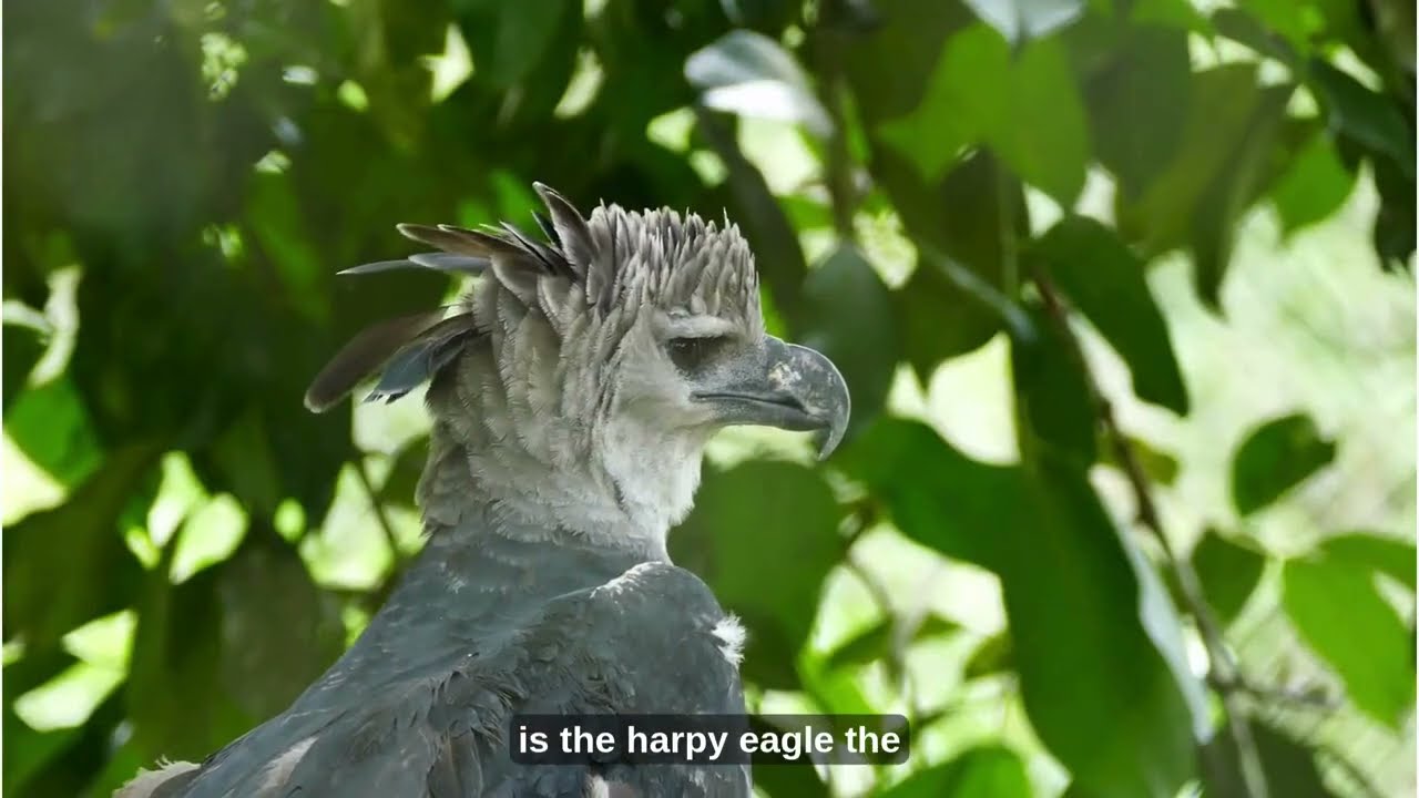 Harpy Eagle: You Won’t Believe How Powerful they Really Are