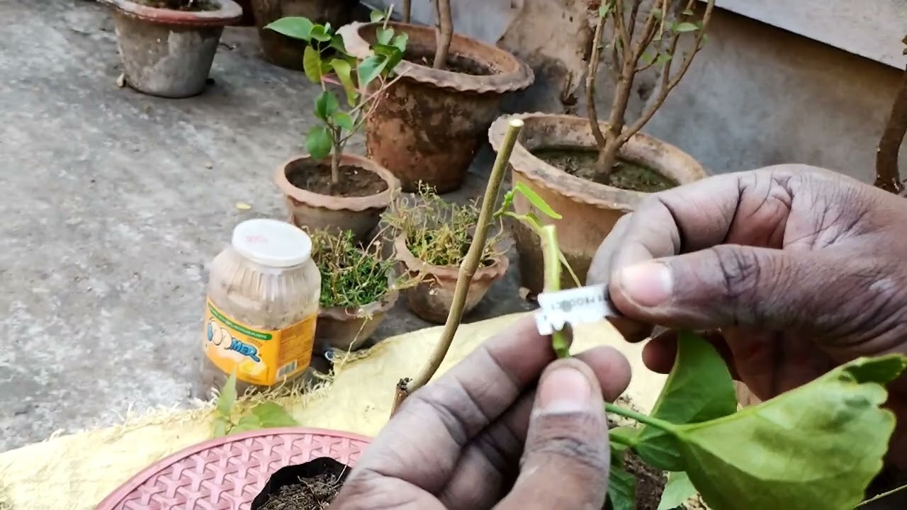 জবা গ্রাফটিং। #জবা #grafting #hibiscusflower #gardening 