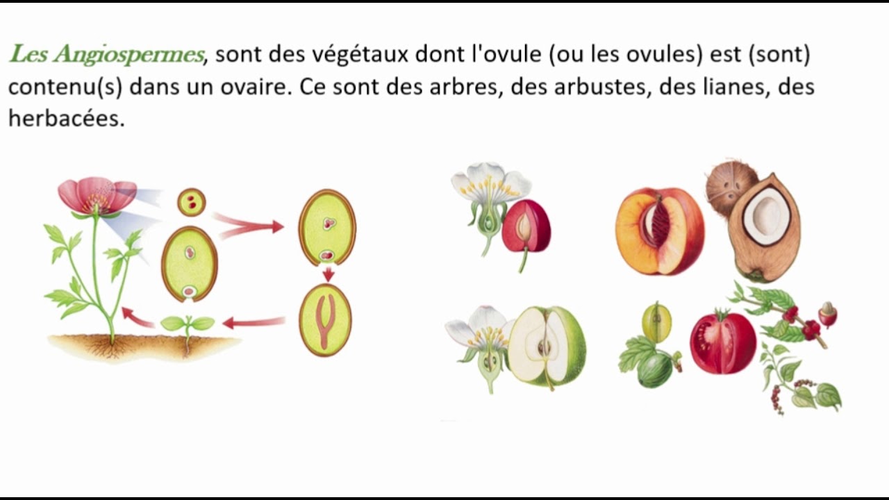 La différence entre Gymnosperme et Angiosperme ( En bref )