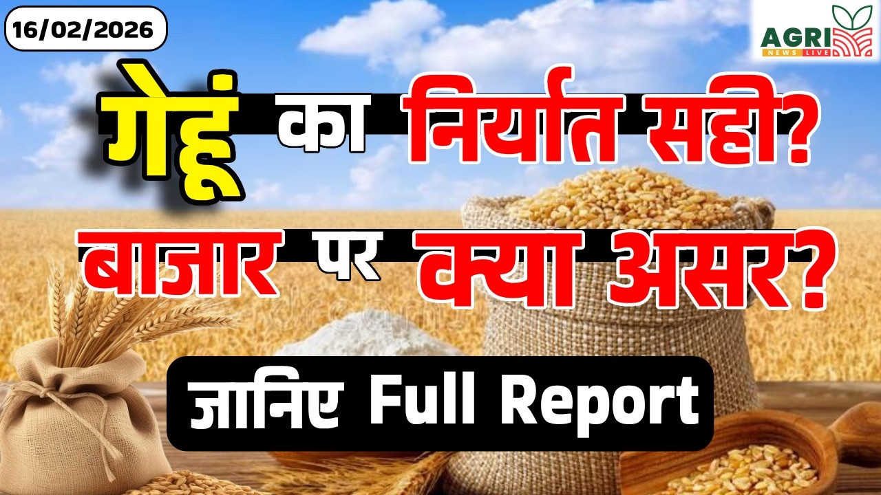 आज का गेहूं भाव: गेहूं का निर्यात सही फैसला ?