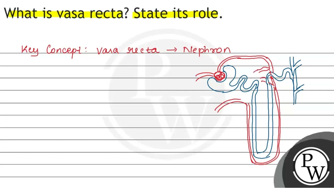 What is vasa recta? State its role.
