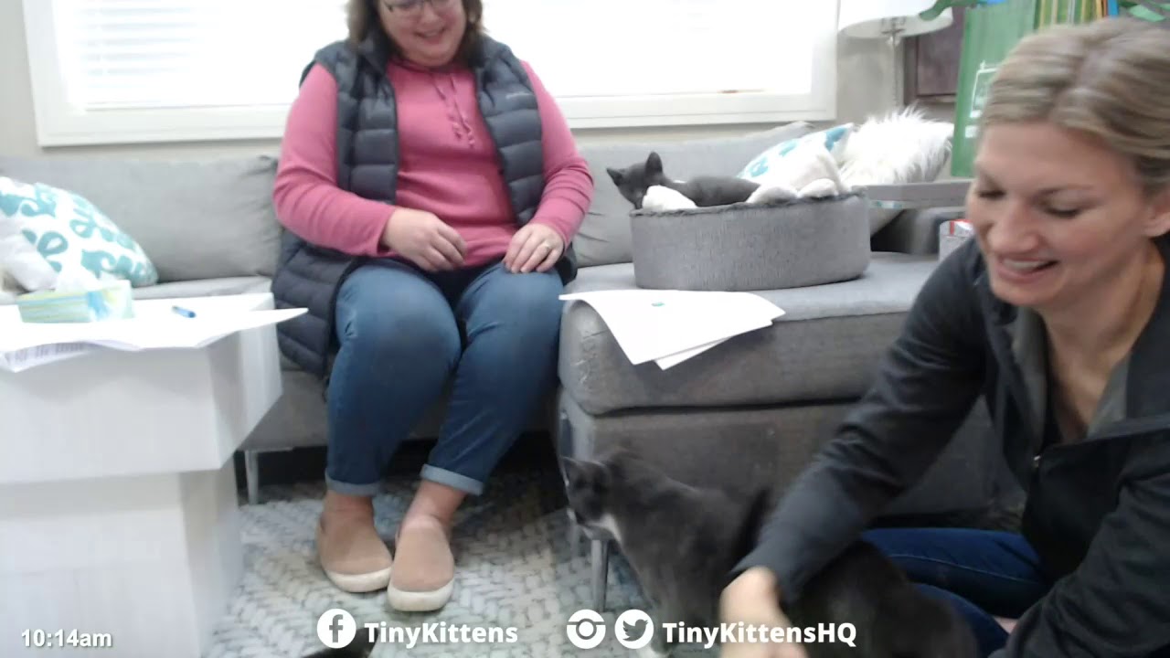 Linus and Lucy go home!  TinyKittens.com