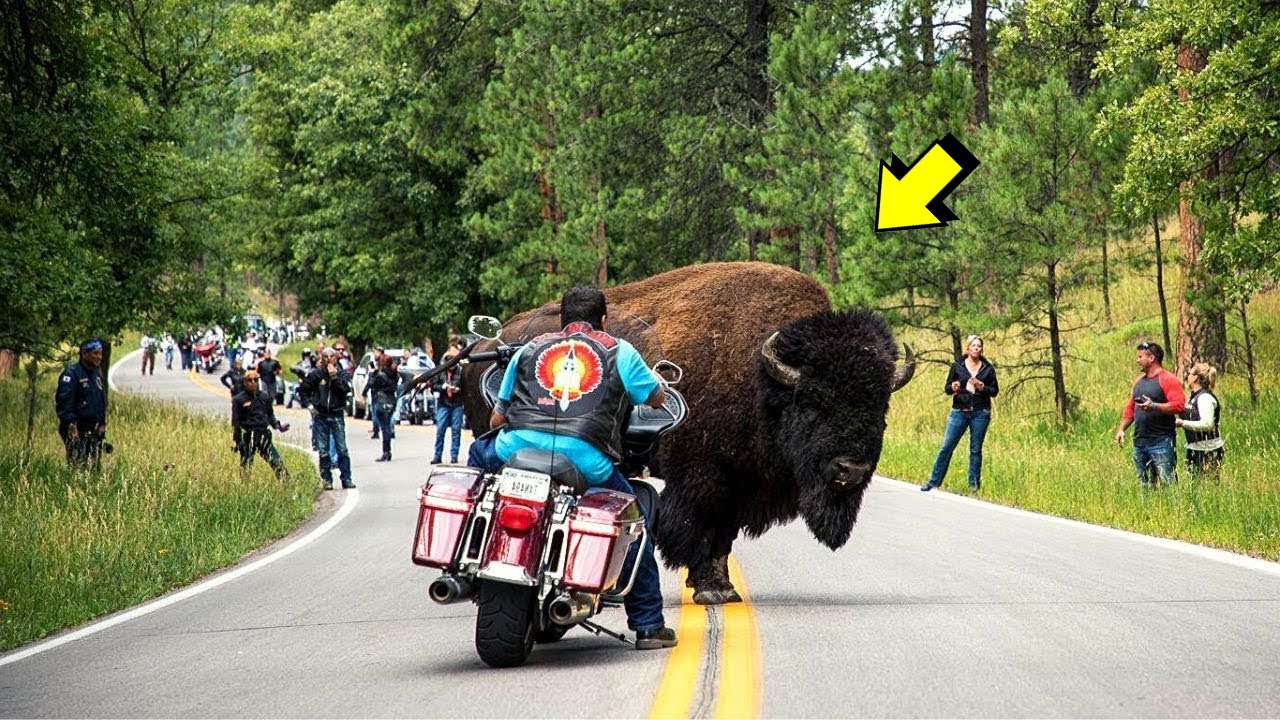 El Poder Del Bisonte, bisonte americano peleando| Bisonte Furioso vs Carro