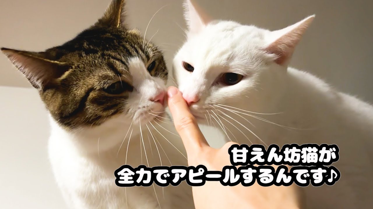 甘えん坊猫がかわいい鳴き声でアピールするんです