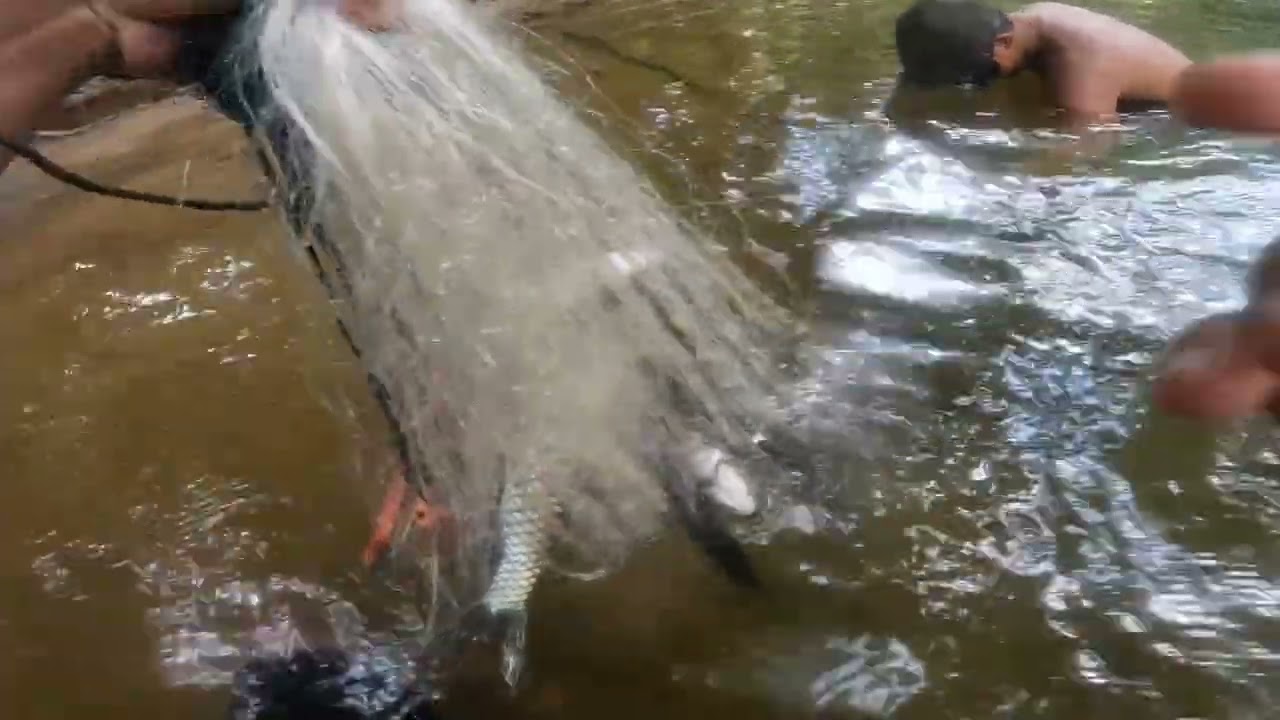 Part 2 trip ulu melinau #baleh #borneosarawak #gopro10 #ikan #menyelam #sungai #borneo #kapit 