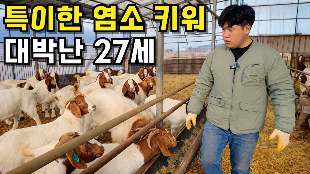 흑염소 가격 폭락했지만 오히려 매출 늘고 있는 염소 농장