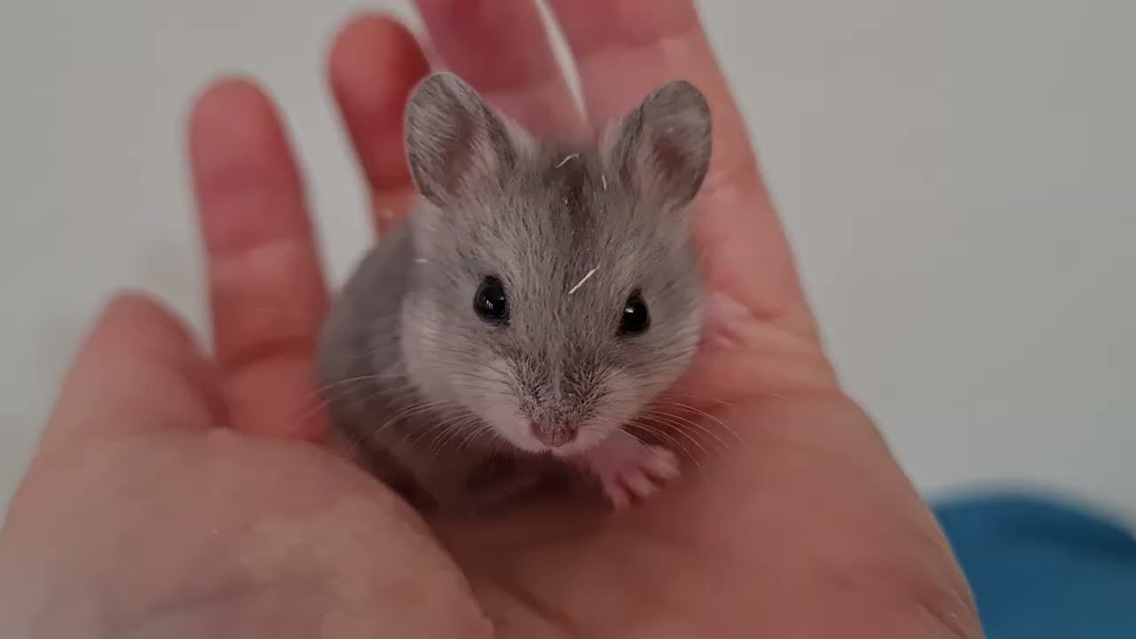 Litter P5 of X-rats 22 days