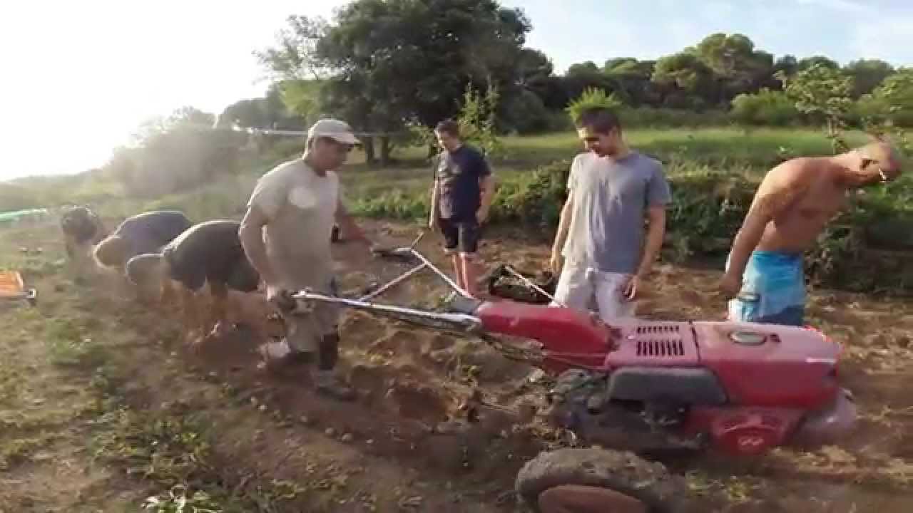 Arrencada de patates a Cal Po
