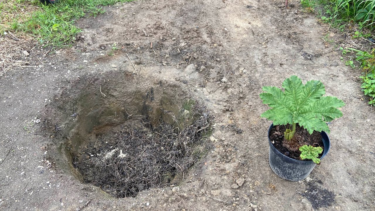 Gunnera manicata - sadzenie do gruntu, przygotowanie podłoża, stanowisko.