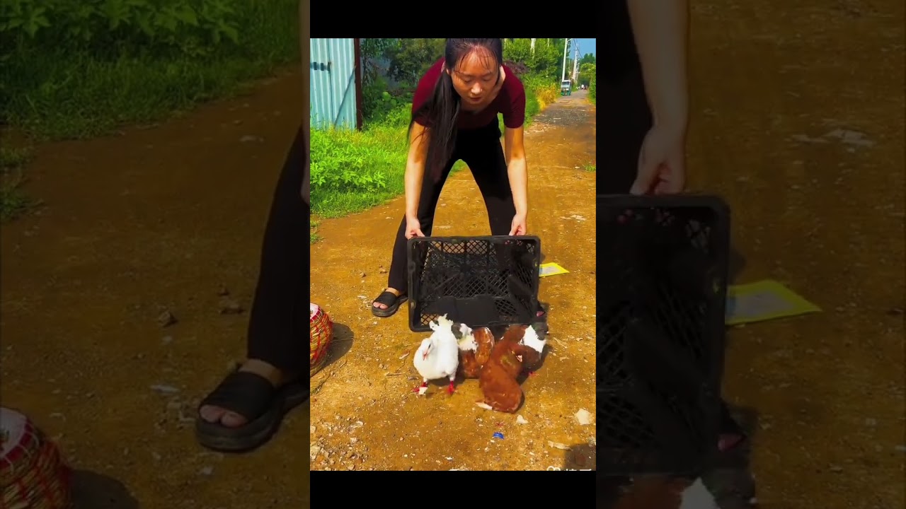 Pigeon #kalapati #pigeon #bird #kabutar #racingpigeon #fancypigeon #viralvideo #shorts #kalapate