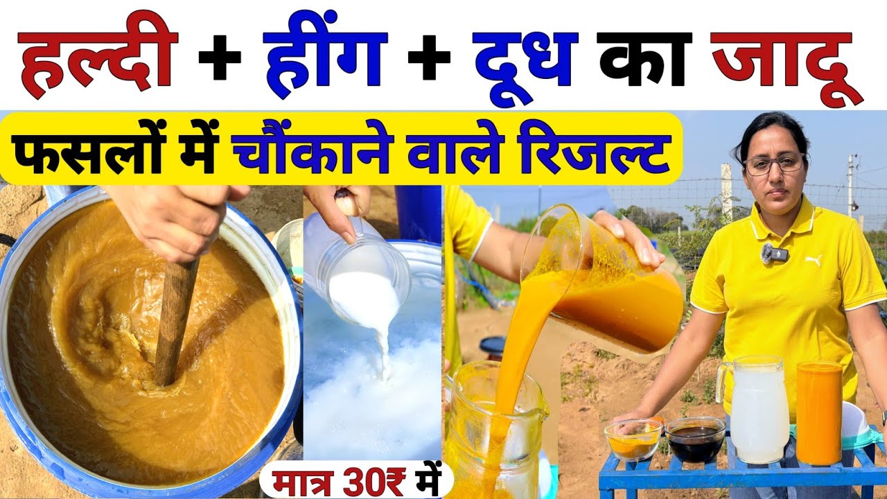 खेती में हल्दी ➕️ हींग ➕️ दूध का जादू 😲 Organic highpower Fertilizer | organic Fungicide Insecticide